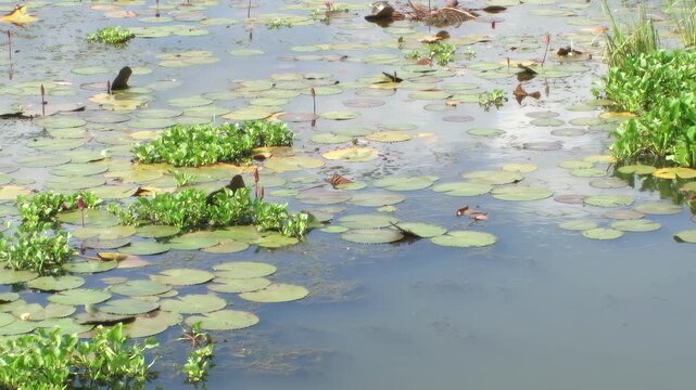 Water lilies and aquatic plants in a tropical wetland pond in Nong Khai, Thailand.