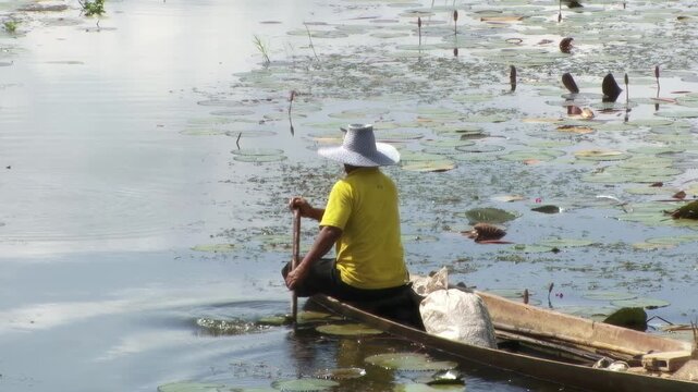 Thai fisherman rowing a small wooden boat in a lotus lake with aquatic plants in Nong Khai, Thailand. 
