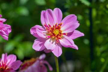 Obraz premium Close up of a starburst pink dahlia flower in bloom
