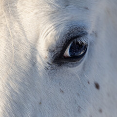 Fototapeta premium The beautiful eye of a white Arabian horse. Emotions: peace, calm, no stress, cute