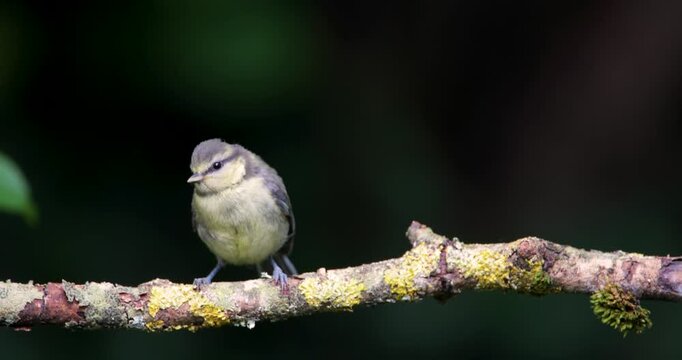 Eurasian blue tit chick perched on tree branch
