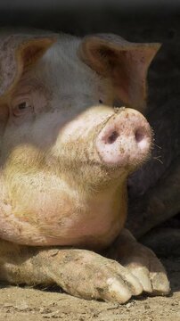 Raising and breeding domestic pigs as livestock, animal husbandry. Pigs are farmed for food and skins at agricultural pig farm. Pig breeding complex also supports organic meat production