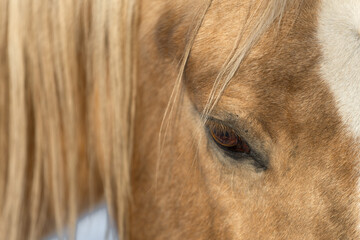 A close-up of a beautiful Palomino horse's head. A calm, half-closed eye, relaxed, stress-free, calm. Background: Horse emotions.