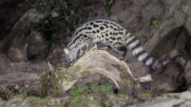 A wild Genet (Genetta genetta) search food and looking for prey, hunting, moves in a natural forest environment habitat, showing agility, balance, and natural behavior of a nocturnal predator.