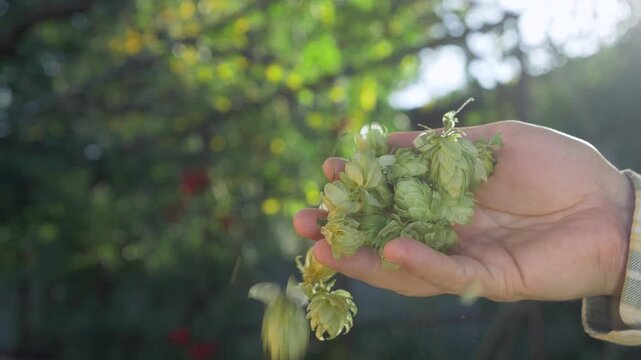 Research and logistics help farmer assess green yellow hop cones used in beer production. Aromatic ingredients for maintaining quality, optimizing brewery operation. Sunlight brightens green backdrop