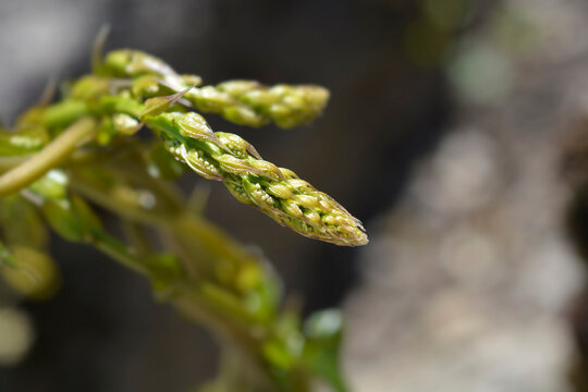 Black bryony sprout closeup - Latin name - Dioscorea communis