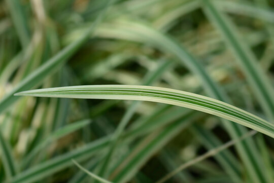 Sedge grean and creamy edged leaves - Latin name - Carex morrowii Vanilla Ice