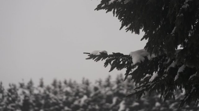 雪原と針葉樹の森