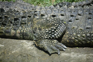 Obraz premium A crocodile's leg showing its strength and power