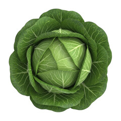 Fototapeta premium Fresh green cabbage head isolated on transparent background