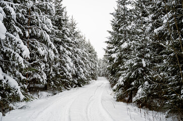 Obraz premium Snow covered forest road in winter with pine trees creating peaceful natural landscape