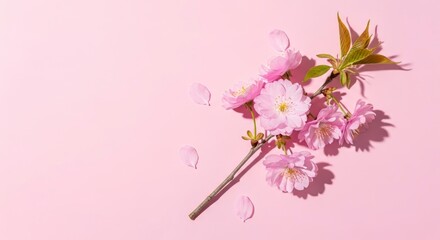 Pink Cherry Blossom Branch Falling Down.