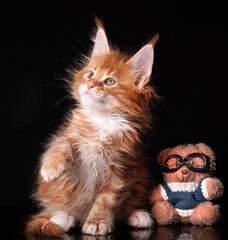 Beautiful cute maine coon kitten on blue background in studio, isolated.