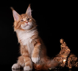 Beautiful cute maine coon kitten on blue background in studio, isolated.