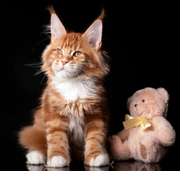 Beautiful cute maine coon kitten on blue background in studio, isolated.