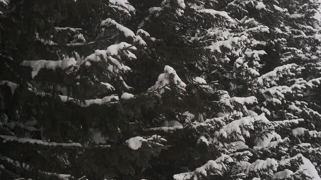 雪原と針葉樹の森