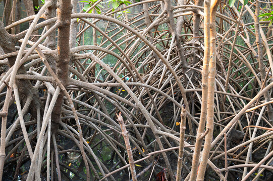 Rhizophora mangle red mangrove, coastal, estuarine ecosystem, coast of India, mangroves, monsoon and rainforest vegetation, shallow water tree