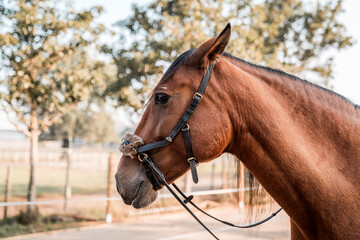Obraz premium Chestnut horse head wearing a halter with golden light and blurred foliage behind