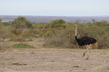 Naklejka premium Ostrich standing in open savannah in Amboseli, Kenya