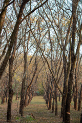 Fototapeta premium autumn in the forest, 