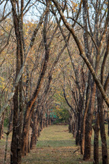 Obraz premium Rubber tree plantation with tall aligned trunks forming a natural pathway in a tropical forest. Sustainable agriculture and rural landscape concept with peaceful woodland scenery.