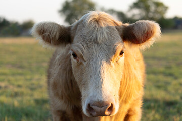 Cow cattle in pasture head ear tags agriculture ranching beef