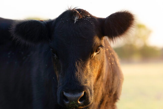 Cow cattle in pasture head ear tags agriculture ranching beef