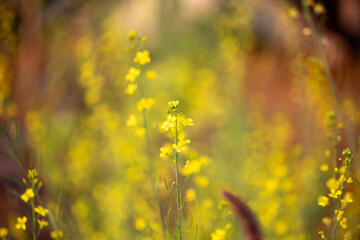Obraz premium Close-up of yellow mustard flowers with soft blurred background and natural bokeh, capturing peaceful rural nature and spring season beauty.