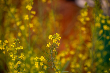 Obraz premium Soft focus yellow wildflowers blooming in natural sunlight with dreamy bokeh background, capturing spring nature scenery and peaceful countryside atmosphere.