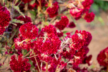 Fototapeta premium Vibrant magenta cockscomb flower (Celosia cristata) in close-up with soft natural bokeh background, showcasing bright color, floral texture, and garden beauty.