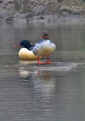 Chinese Ducks Foraging on River Bank in Autumn