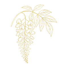 Fototapeta premium PNG Elegant golden floral illustration