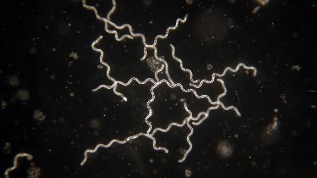 Ultra-realistic microscopic video of the spirochete Borrelia burgdorferi under a high-end laboratory microscope in darkfield viewing. The thin, corkscrew-like bacteria have a characteristic spiral mor