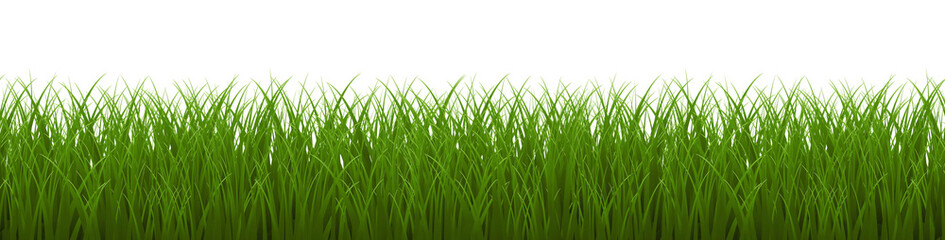 Obraz premium green grass isolated on white