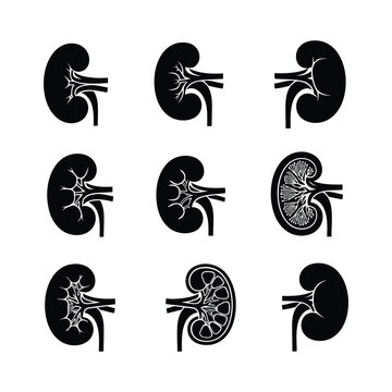 Set of black and white kidney illustrations showcasing various anatomical views and detailed structures from different perspectives