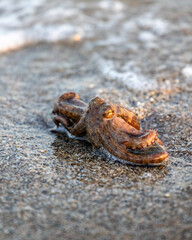 Alive octopus laying on the sandy beach washing by waves at the golden light, beautiful bokeh, eating raw chewy octopus, delicious dish © Eleni Saitanidi