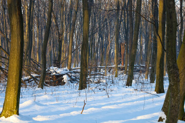 Naklejka premium Golden sunbeams break through the dense tree trunks in a winter forest, illuminating fresh white snow and fallen branches.