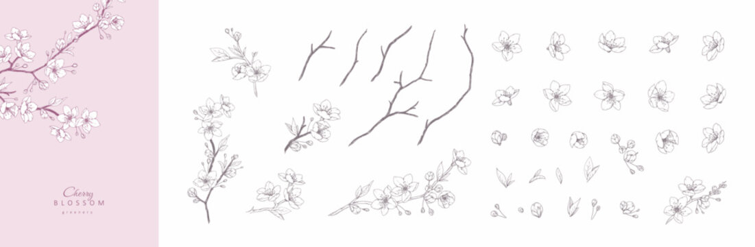 Set of cherry blossoms flowers and brunch. Spring Detailed background with botanic floral elements for Valentines day invitation, wallpaper art or save the date card