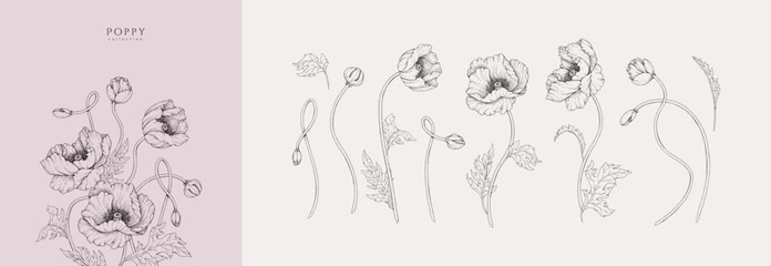 Fototapeta premium Set of blooming poppy flowers and leaves. Spring detailed hand drawn ink illustration for invitation, line tattoo art or save the date