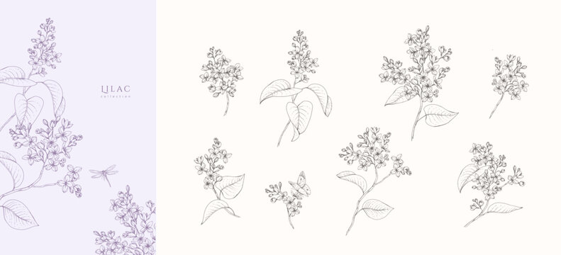 Set of blooming lilac flowers and brunch. Spring Detailed hand drawn ink illustration with botanic floral elements for Mothers Day invitation or wedding save the date