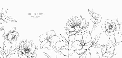 Hellebore background with flowers and leaves. Detailed hand drawn ink illustration of helleborus for invitation, wallpaper art or save the date
