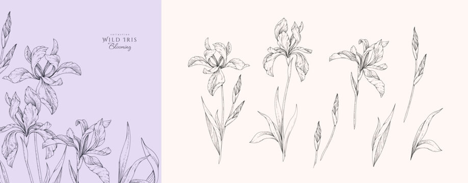 Set of wild irises blooming, flowers and brunch. Spring Detailed background with botanic floral elements for Valentines day invitation, wallpaper