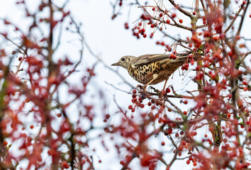 Song thrush bird "Turdus philomelos" perched on "Rowan" or "Mountain Ash" tree laden with red berries to feed on during a cold winter. Dublin, Ireland