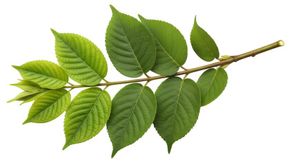 Branch with fresh green leaves of a deciduous tree, isolated on transparent background