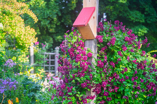 A simple birdhouse on top of a wooden post that is covered with flowering clemantis.