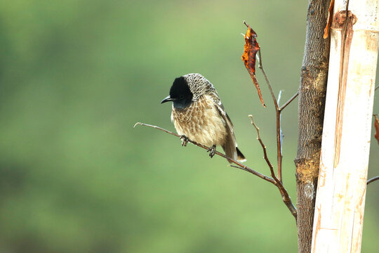 white spectacle bulbul sitting on a branch 

photography by munish verma itsmemunishverma@gmail.com