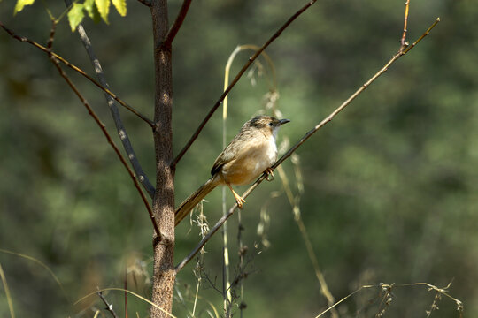 common babler birds found in dry area and moves in small groups 