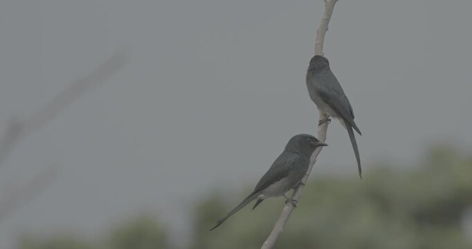 Two The Fork-tailed drongo-cuckoo Sits On Tree Branches In Morning. Surniculus dicruroides is a species of cuckoo that resembles the Black drongo Dicrurus macrocercus. Sri Lanka birdwatching. Birds