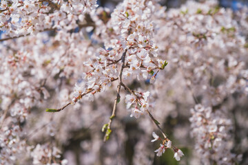 Obraz premium 近江神宮、美しい桜が印象的な神社の風景、滋賀、日本