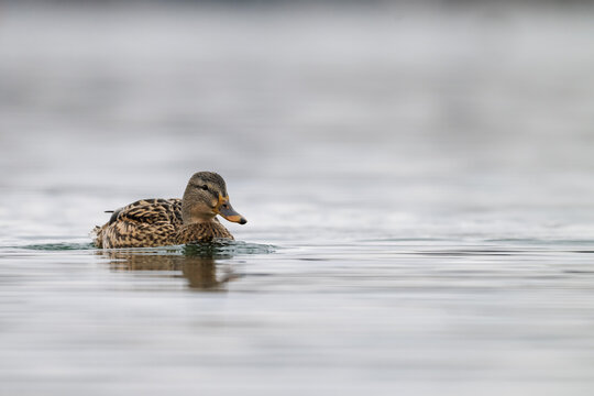 Ente beim Schwimmen